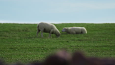 Classical-shot-of-blur-sheep-shot