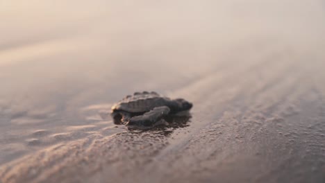 Tiny-turtle-crawling-on-wet-sandy-coastline-towards-sea-water,-side-view