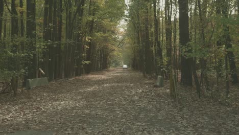 Ein-Weg-Durch-Den-Wald,-Bedeckt-Mit-Herbstlaub
