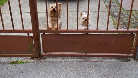 Cute-Yorkshire-terriers,-guard-dogs,-bark-at-passers-by