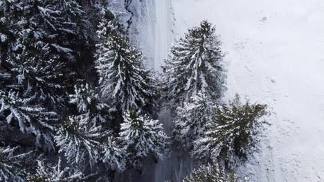 Hombre-Saliendo-De-Un-Bosque-Nevado-Hacia-Un-Campo-De-Nieve