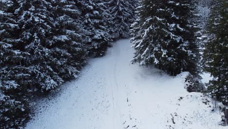 Man-walking-towards-a-snowy-forest