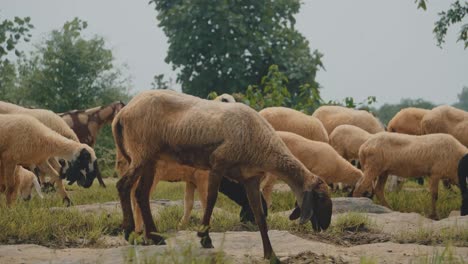 Herd-Sheeps-or-Goats-grazing-grass-in-a-forest-at-Shivpuri,-madhya-pradesh