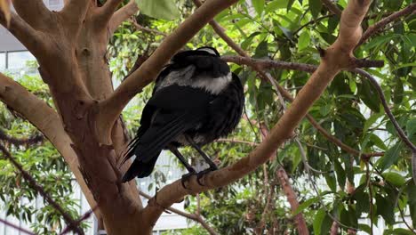 wild-swooping-bird,-australian-magpie,-gymnorhina-tibicen-with-black-and-white-plumage,-perching-on-tree-branch,-flicking-and-fluffed-up-its-feathers,-spread-its-wings-and-fly-away,-close-up-shot