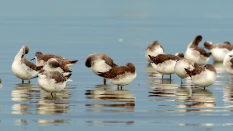 Flock-of-Wilson's-Phalaropes-in-the-coast-of-mar-chiquita-lake,-Ansenuza-National-Park