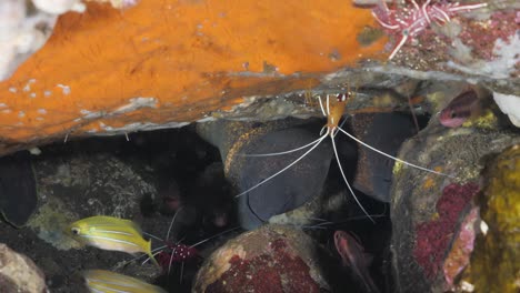 Zwei-Aale-Bewegen-Sich-In-Einer-Unterwasserhöhle-Zwischen-Einer-Vielzahl-Von-Fischen-Und-Garnelen