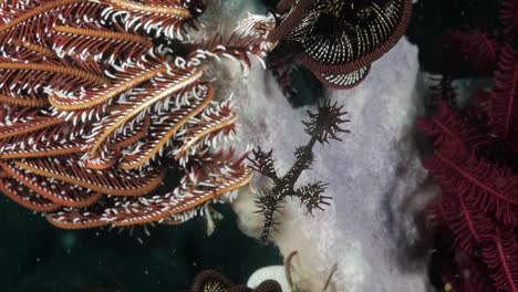 An-Ornate-Pipefish-sways-with-the-ocean-current-contrasted-against-the-soft-sponges-and-sea-foliage