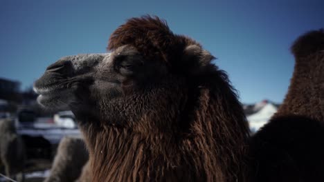 Braunes-Kamel-Im-Winter-Chillen-Und-Entspannt-Aussehen