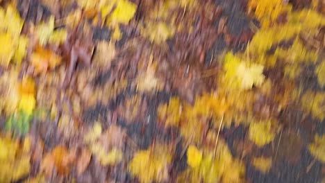Ein-Kurzer-Spaziergang-Auf-Dem-Teppich-Aus-Herbstlaub