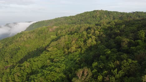 Wald-Grün-Berge-Natur-Sonnig-Morgen-Rock-Stein-Park-Baum-Pflanze-Reisen-In-Indonesien