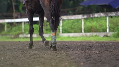 showing-the-horse's-legs-while-walking-on-the-track