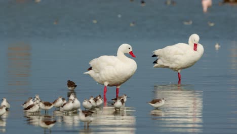 Group-of-swans-and-migratory-birds-in-a-lake