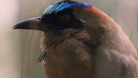 Extreme-close-up-shot-of-a-beautiful-whooping-blue-crowned-motmot,-momotus-coeruliceps,-capturing-the-vibrant-details-of-this-bird-species,-black-mask,-red-eyes-and-vivid-turquoise-capped