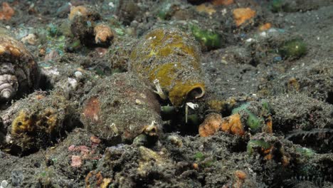 A-group-of-deadly-poisonous-Cone-Snails-move-about-amongst-the-rubble-scattered-on-the-ocean-floor