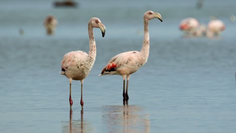 Group-of-flamingos-in-a-calm-lake-with-morning-light
