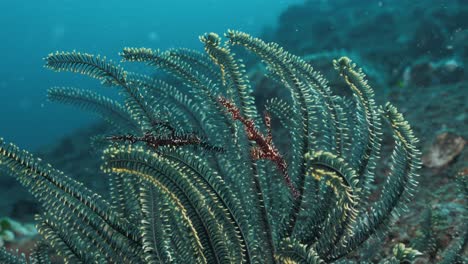 A-mating-pair-of-Ornate-Pipefish-find-safety-amongst-the-contrasted-coloured-crinoid