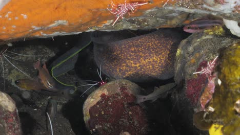 Dos-Anguilas-Se-Mueven-En-Una-Cueva-Submarina-Entre-Una-Variedad-De-Peces-Y-Camarones