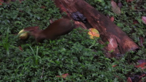 Cute-little-central-American-agouti,-dasyprocta-punctata-hopping-across-the-forest-ground,-biting-a-small-fallen-coconut-in-its-mouth,-carefully-bringing-it-home-in-a-tropical-rainforest-environment