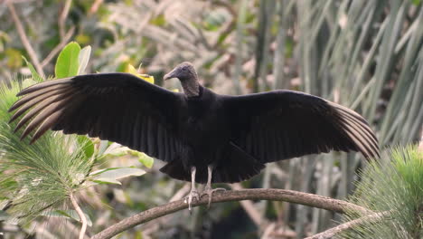 Wild-black-vulture,-coragyps-atratus-perching-on-tree-branch,-wing-spreading-to-dry-up-its-feathers-or-keep-warm,-raising-body-temperature-by-absorbing-the-sun-in-cold-weather,-wildlife-close-up-shot