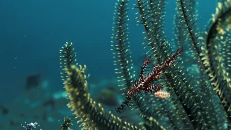An-Ornate-Pipefish-finds-safety-amongst-the-contrasted-coloured-crinoid