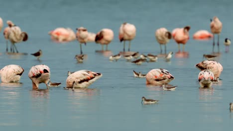 Group-of-flamingos-in-a-calm-lake