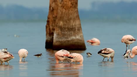 Gruppe-Von-Flamingos-Im-Mar-Chiquita-See