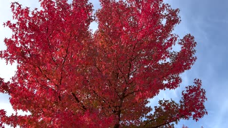 Tilt-up-shot-of-red-colored-leaves-of-giant-tree-against-blue-sky-in-autumn
