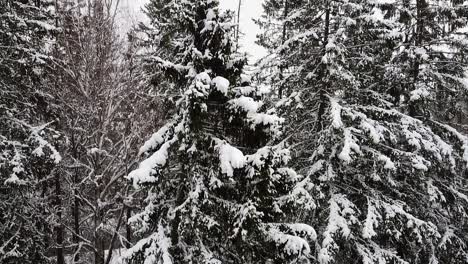 Cinematic-pine-tree-under-heavy-snow-on-the-branches