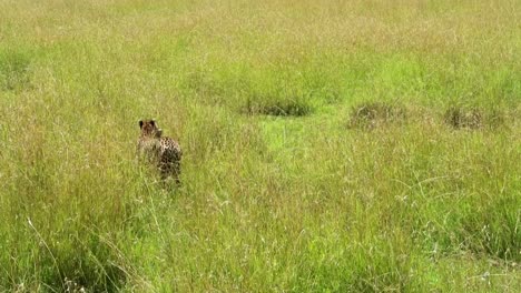 Gepard-Mit-Einer-Gejagten-Antilope-Im-Maul