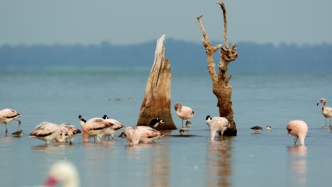 Gruppe-Von-Flamingos-In-Einem-Ruhigen-See