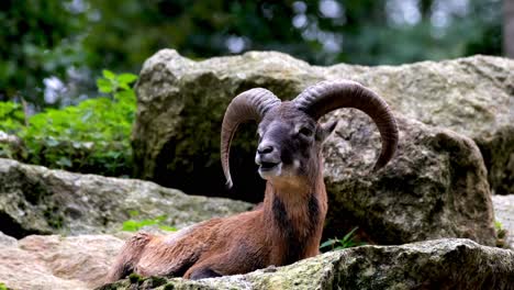 Male-species-of-wild-goat-with-large-re-curved-horns,-ibex,-relaxing-while-chewing-food