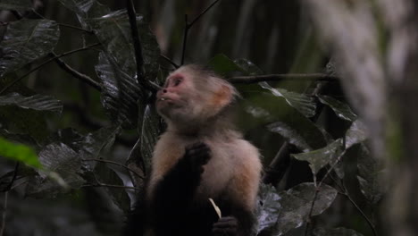 Intelligent-panamanian-white-faced-capuchin,-cebus-imitator,-spotted-on-a-leafy-tree,-eating-and-dispersing-seeds-against-dark-forest-environment,-important-role-to-rainforest-ecology,-close-up-shot
