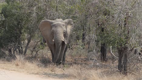 African-elephant-swings-its-trunk-and-flaps-its-ears,-big-five
