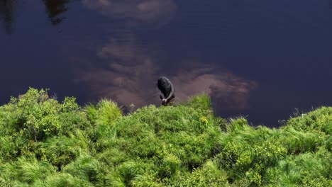 Female-moose-standing-along-river-shore-grazing-on-aqautic-plants