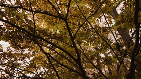 Blätter-Im-Hartriegelbaum-Drehen