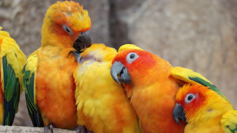 Group-of-Sun-Parakeets-Perched-Together-and-Clean-Each-Other's-Plumage---Close-up