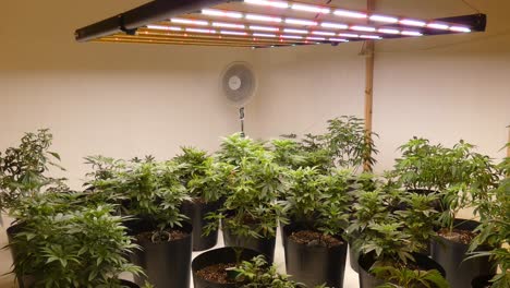 Many-green-young-cannabis-plants-underneath-different-colored-LED-lights,-and-a-fan-in-the-background