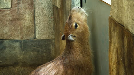 Portrait-of-Capybara-in-Stable-Getting-Food-From-Child's-Hand-Behind-Fence-in-a-Zoo