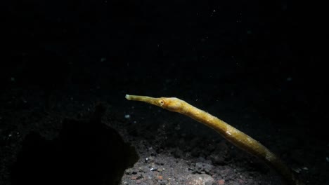 Ein-Gelber-Seenadel-Seedrache,-Der-Von-Einem-Unterwasserlicht-Eines-Tauchers-Beleuchtet-Wird,-Der-Meeresforschung-Betreibt