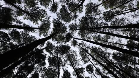 View-up,-bottom-view-of-pine-trees-in-forest-in-cloudy-sky