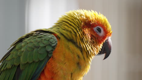 Close-up-of-Adorable-Sleepy-Sun-Parakeet-or-Sun-Conure-Bird-Open-Beack-and-Close-Eyes