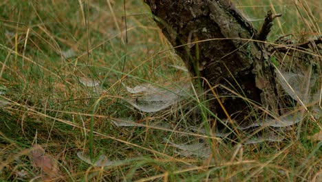 Trapping-spider-webs-covered-with-morning-dew,-placed-in-meadow-between-stalks,-misty-day-on-an-autumn-meadow,-pine-tree,-medium-shot-moving-slowly-in-a-calm-wind