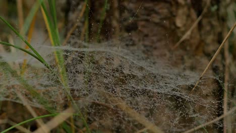 Trapping-spider-web-covered-with-morning-dew,-placed-in-meadow-between-stalks,-misty-day-on-an-autumn-meadow,-closeup-shot-moving-slowly-in-a-calm-wind