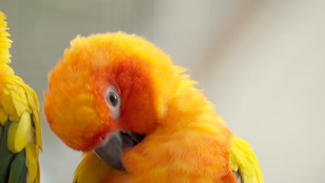 Head-Close-up-of-Sun-Parakeet-or-Sun-Conure-Bird-Scretching-Plamage-with-Beak---Aratinga-Solstitialis