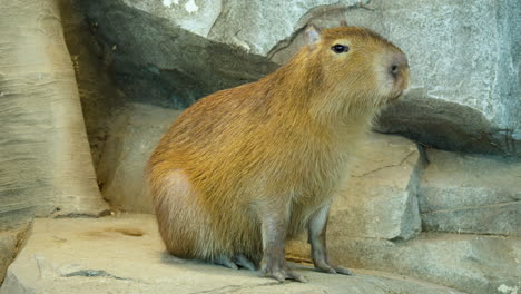 Capybara,-Das-Auf-Felsen-Steht---Statischer-Voller-Körper