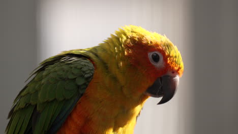 Close-up-of-Sun-Parakeet-or-Sun-Conure-Bird-Backlit