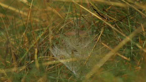Spinnennetz-Mit-Morgentau-Bedeckt,-Auf-Einer-Wiese-Zwischen-Stielen-Platziert,-Nebliger-Tag-Auf-Einer-Herbstwiese,-Nahaufnahme,-Die-Sich-Langsam-In-Einem-Ruhigen-Wind-Bewegt