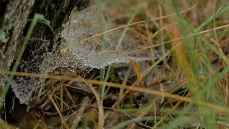 Trapping-spider-web-covered-with-morning-dew,-placed-in-meadow-between-stalks,-misty-day-on-an-autumn-meadow,-closeup-shot-moving-slowly-in-a-calm-wind