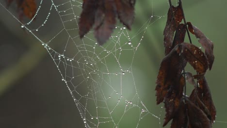 Spinnennetz-Mit-Morgentau-Bedeckt,-Auf-Einer-Wiese-Zwischen-Stielen-Platziert,-Nebliger-Tag-Auf-Einer-Herbstwiese,-Nahaufnahme,-Die-Sich-Langsam-In-Einem-Ruhigen-Wind-Bewegt