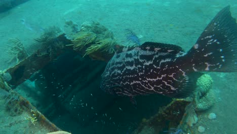 Giant-Grouper-near-a-shipwreck-in-the-bahamas